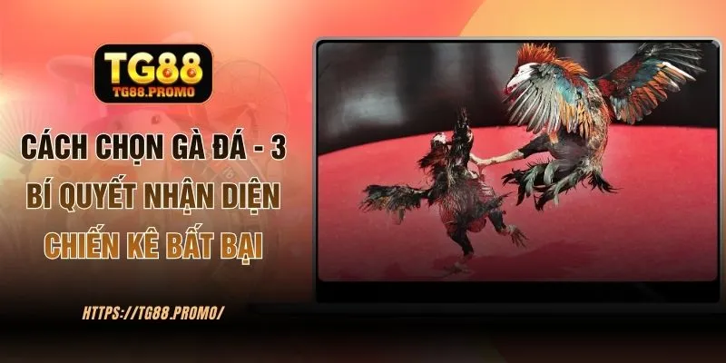 Cách Chọn Gà Đá - 3 Bí Quyết Nhận Diện Siêu Chiến Kê Từ TG88