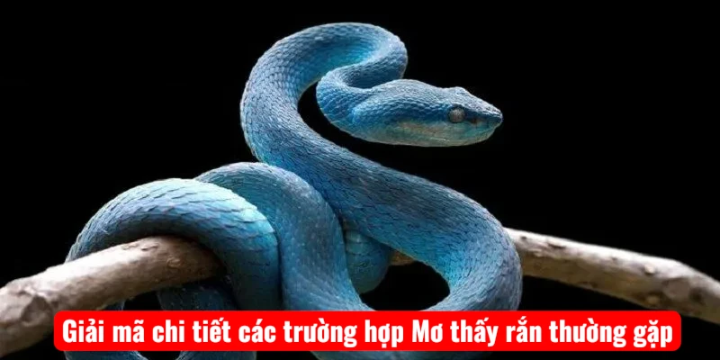 Giải mã chi tiết các trường hợp Mơ thấy rắn thường gặp